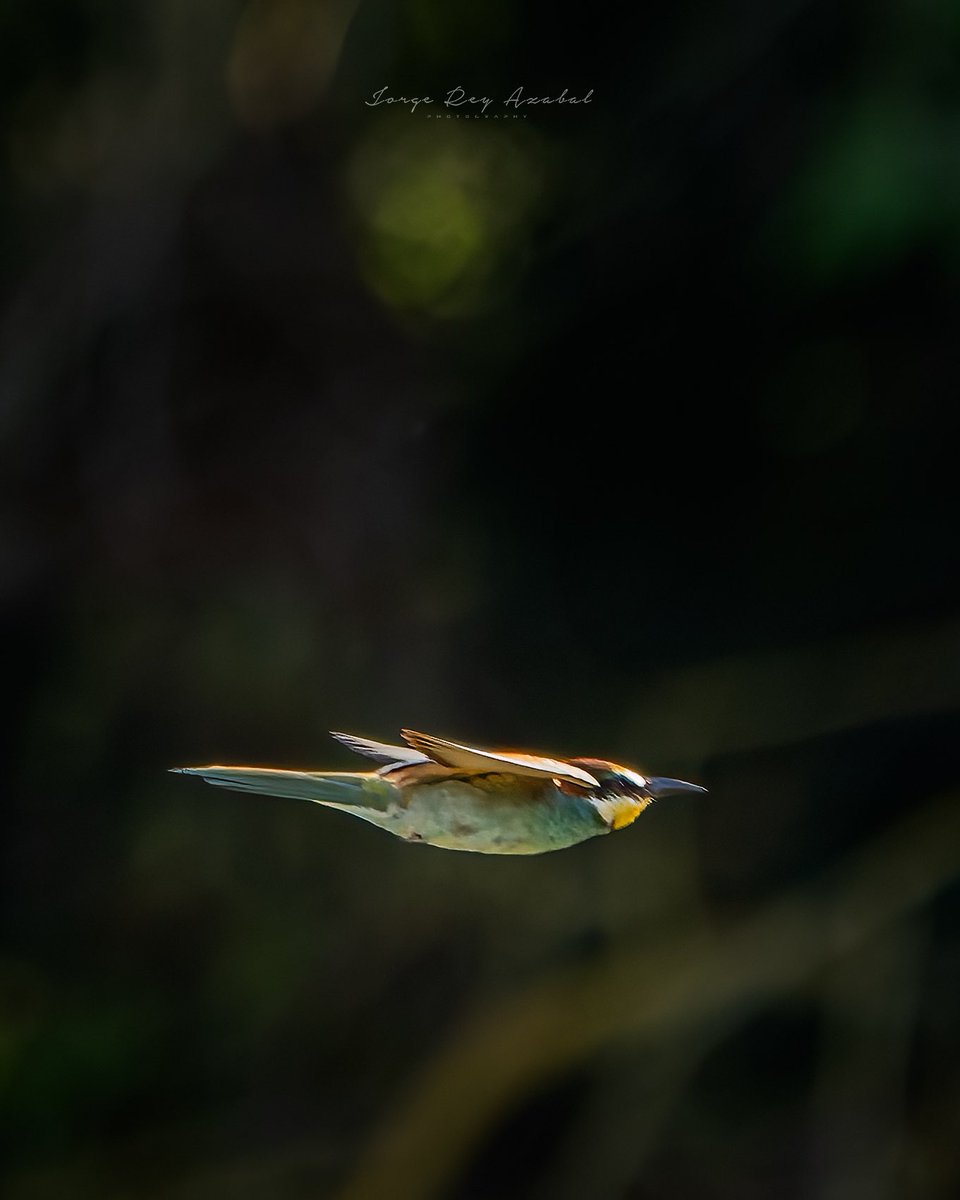 jorgereyazabal's tweet photo. Bon dia! Buenos dias! Morning! #abejaruco #birds https://t.co/LI6t3rt72o