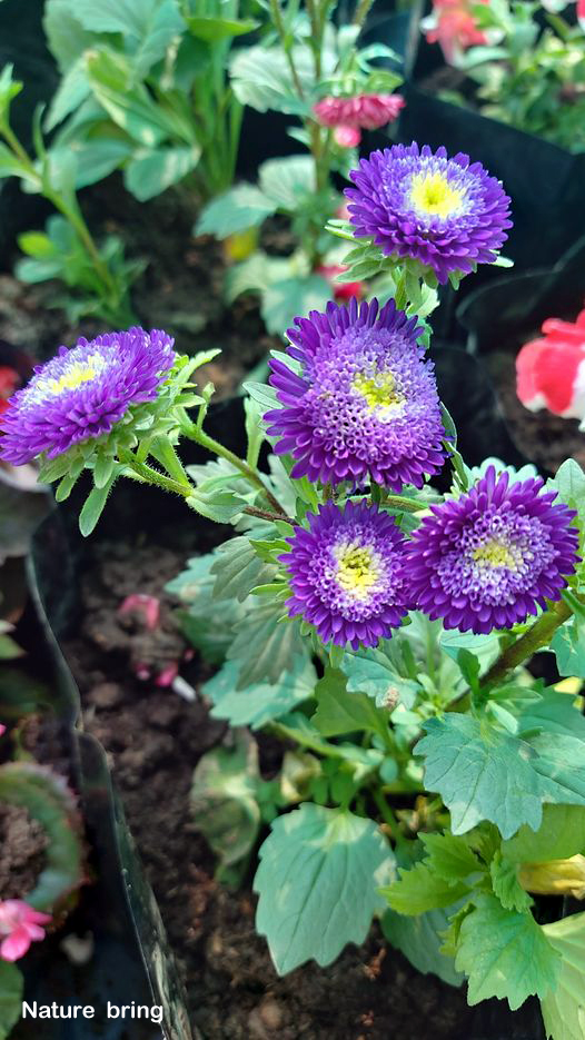 Asters perennial are important blooms in gardens, and roadsides in various colors and types, from summer to fall. These flowering plants are usually white, pink, purple, red, yellow, and blue. ....read....naturebring.com/aster-care-gro… #Asters #perennial #naturebring #growing #care