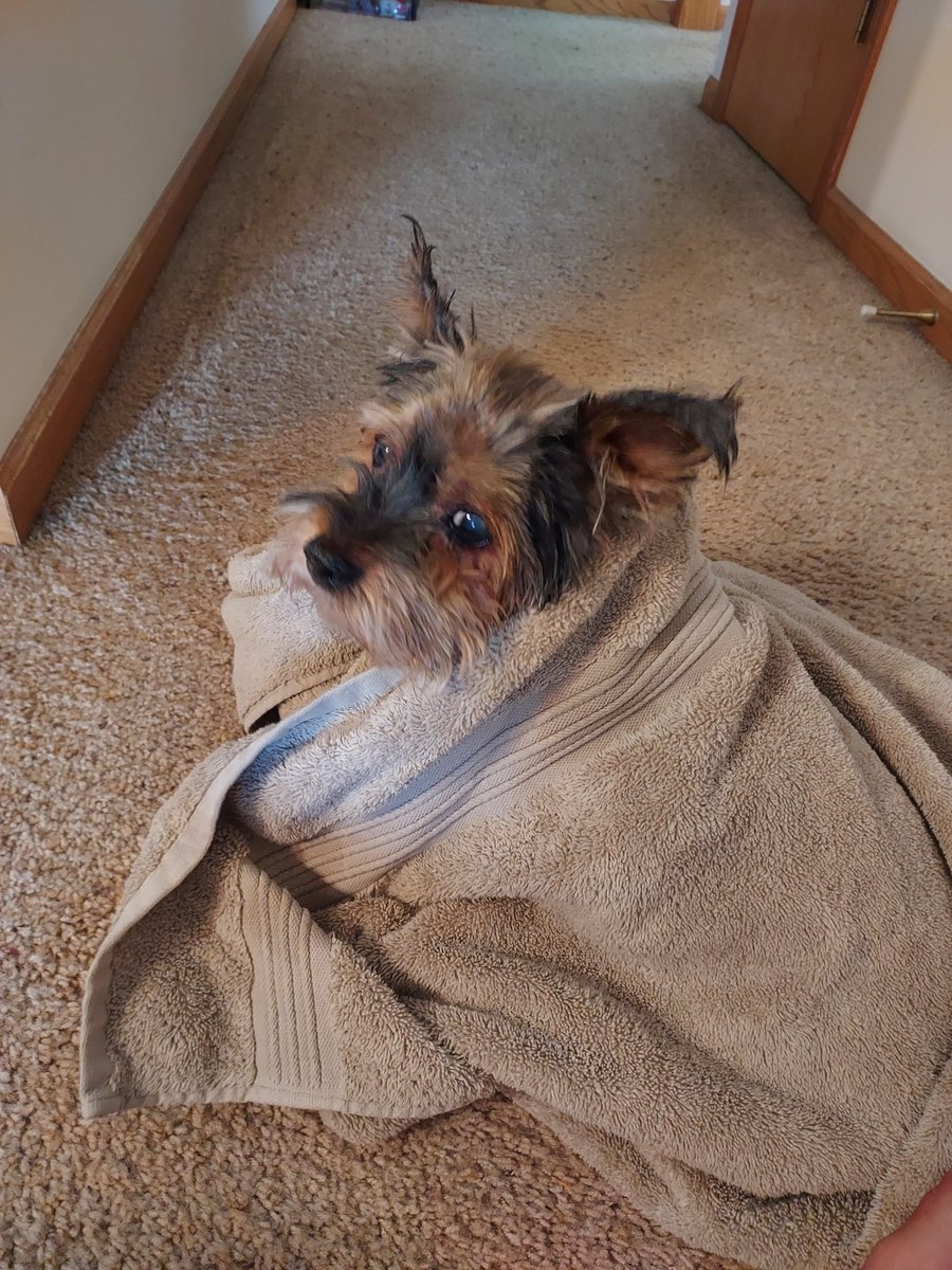GZempel's tweet photo. Had to learn how to groom Rocky this weekend because he snapped at the last two dog groomers we brought him to. Also we have a new next door neighbor w/ a 14 y/o Maltese named Eva and they are like two oldies in the retirement home making a new friend https://t.co/73Ve0yEtZu