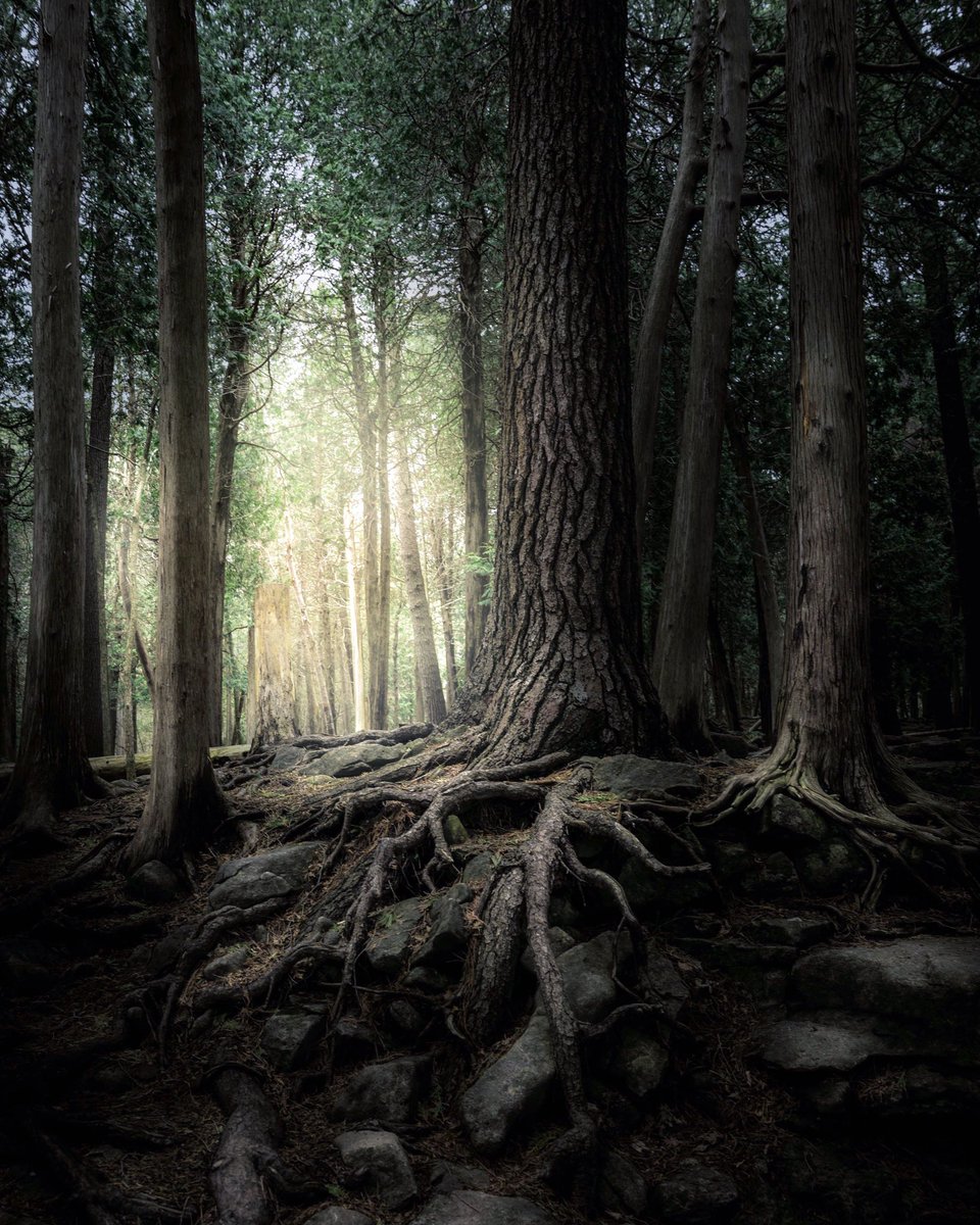 Magical forests… 
.
Do you agree?