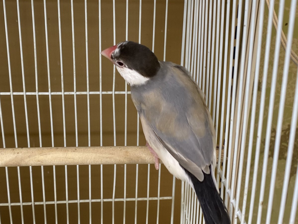 amigo5150's tweet photo. シナモン文鳥として入荷したはずが…
あれれ…？
君、もしかしてアゲイト文鳥さん…？👀

ちなみに4枚目は入荷直後の頃のお写真です✨

#アミーゴ鳳
#文鳥 https://t.co/AOgOm0b5gV