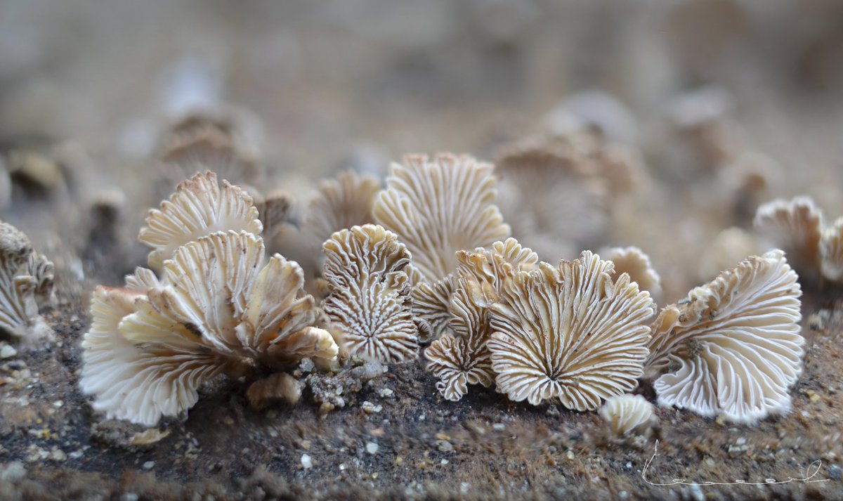drpranav_kumar's tweet image. Amazing intricate details on a teeny-weeny fungus growing on a moist wooden log in my backyard after monsoon rains!
#fungus #monsoon #macrophotography