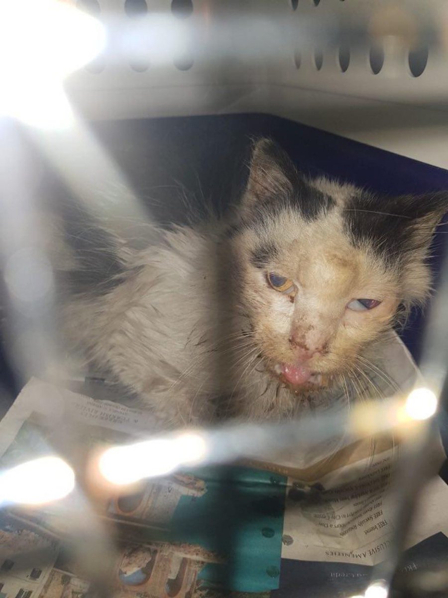 We have donated $800 to help Kittie Kat Rescue Inc. in Australia cover the costs of Panda, a stray cat who not only had to endure a life on the streets but abuse at the hands of humans. Thank you to the team for giving Panda a chance at a safe and peaceful life. #pennymarathon