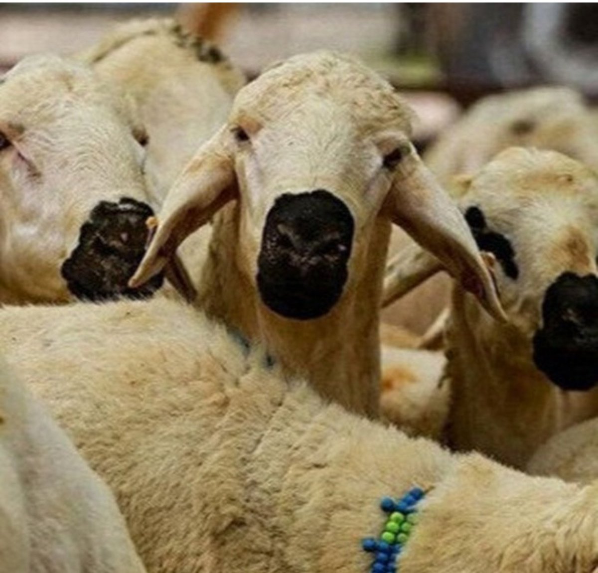 Tüm İslam aleminin kurban bayramını tebrik ediyorum. Kalbimiz Filistin'de Mayammar'da Somali'de Suriye'de... Rabbim Tüm İslam alemine kurtuluş nasip etsin. Kahrolsun kafirler.