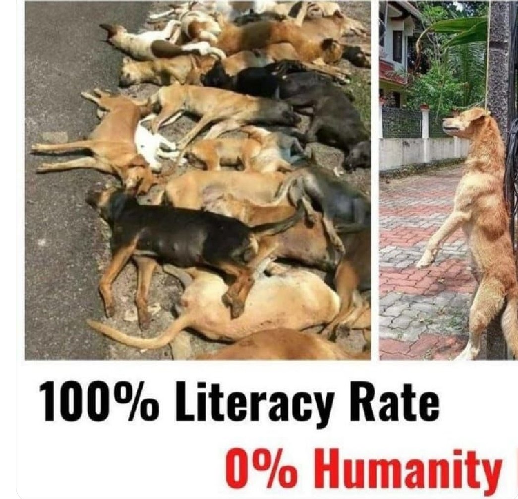 This is what literacy has taught Kerala - to kill all dogs brutally. Friendly community dogs, lactating mothers, trusting puppies are being beaten, poisoned and tortured to death. They do not believe in the humane sterilization of dogs, they prefer to murder. 
#BoycottKerala