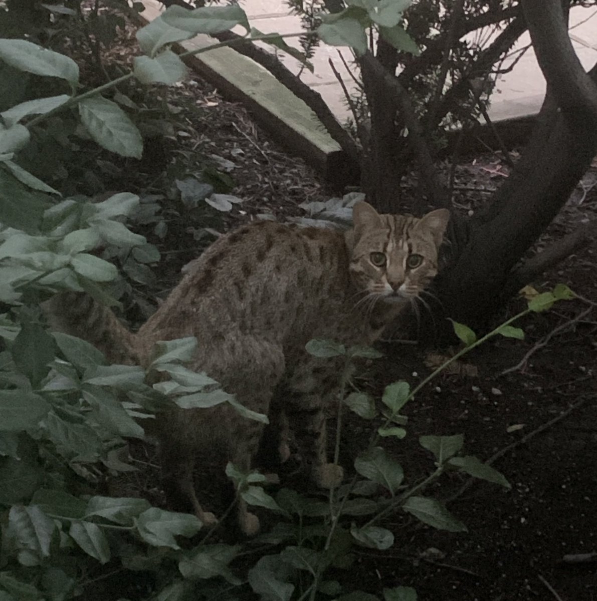 If you live in CityPlace in downtown #Toronto and this is your free-range cat, please know that he visits me pretty regularly and I’m about 2 seconds away from adopting him.

He was in my living room tonight. I think he’s on board with the plan.

#CatBurglar