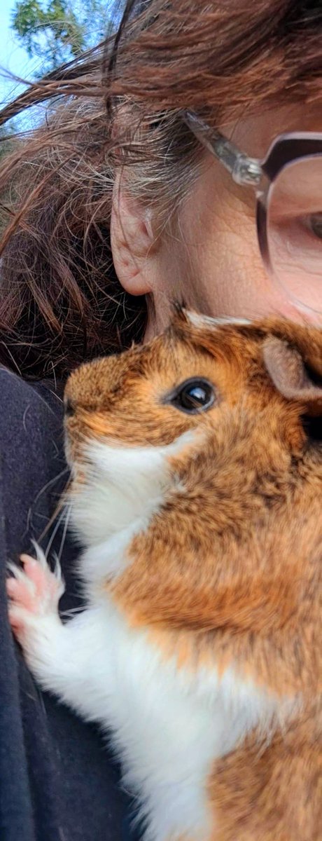 'PSSSSST, hey PigMom. Do you know you have grey hairs showing?!?'  #JustSayin' 😅🤣
#FunWithPigMom #Sassy #guineapigs 👩‍🦳 #PetsSayTheDarndestThings 🤪 🩶 😉 🩶 😅 🩶 😋 🩶 🤭 🩶