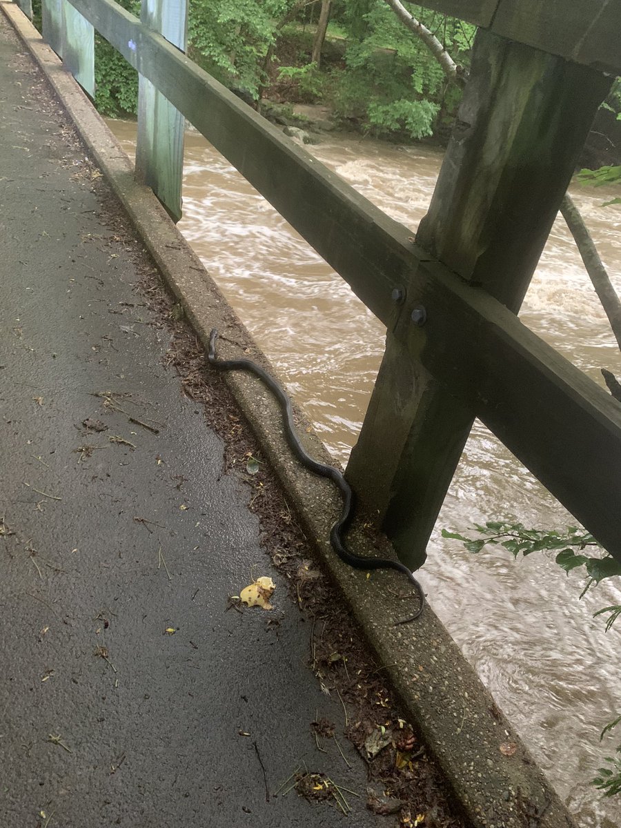 Ben__Levine's tweet photo. @PoPville seen in Rock Creek Park this evening — a 2 foot snake keeping dry on Rapids Bridge https://t.co/KHWrx43czp