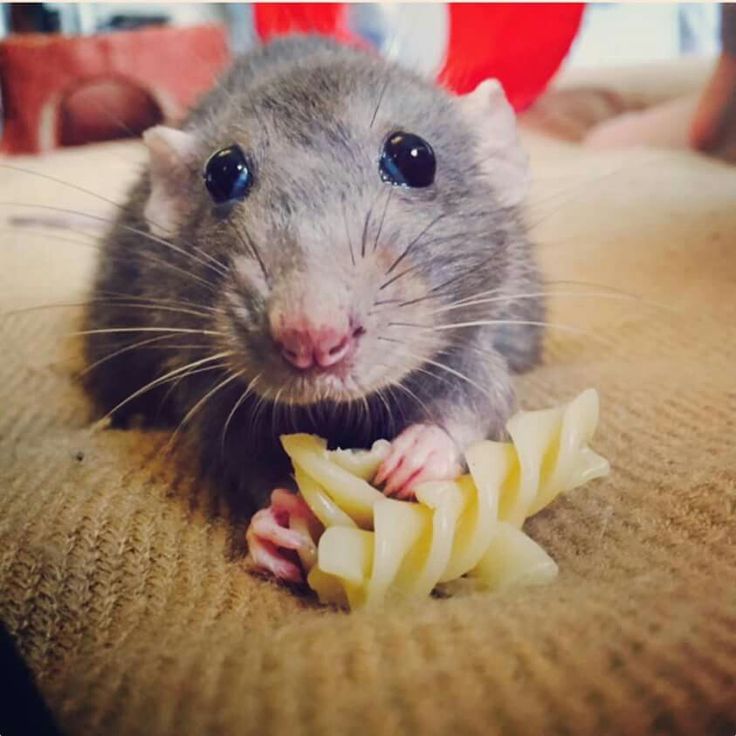 Rats Make Me Happy (@ratsmakemehappy) on Twitter photo 2023-06-28 01:32:45