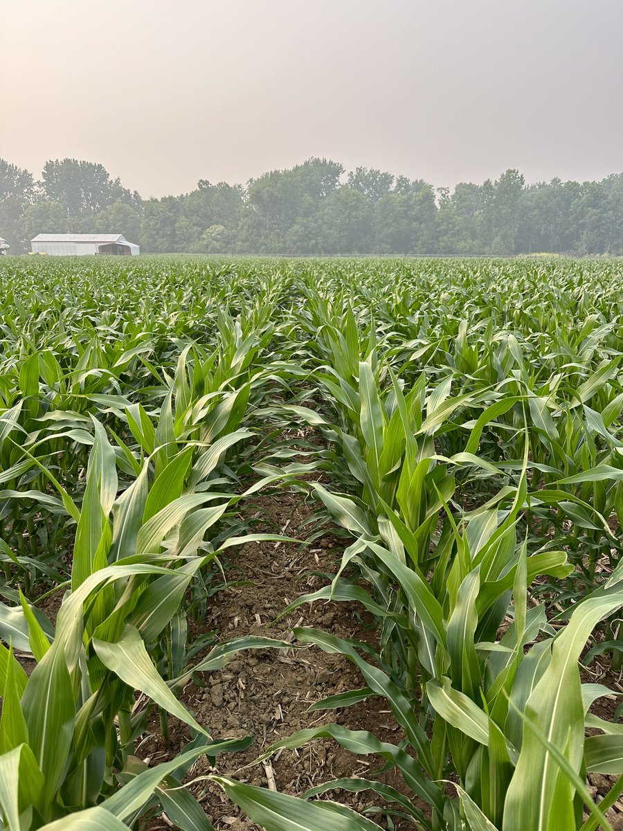 Overcast all day but this <a href="/ChannelSeed/">Channel Seed</a> 213-19 is looking great 🔥🔥🔥3rd year corn on corn. Best tissues I’ve had to date and jus seem to sneak a little moisture jus when needed. Guess we will see what happens as we progress thru growing season