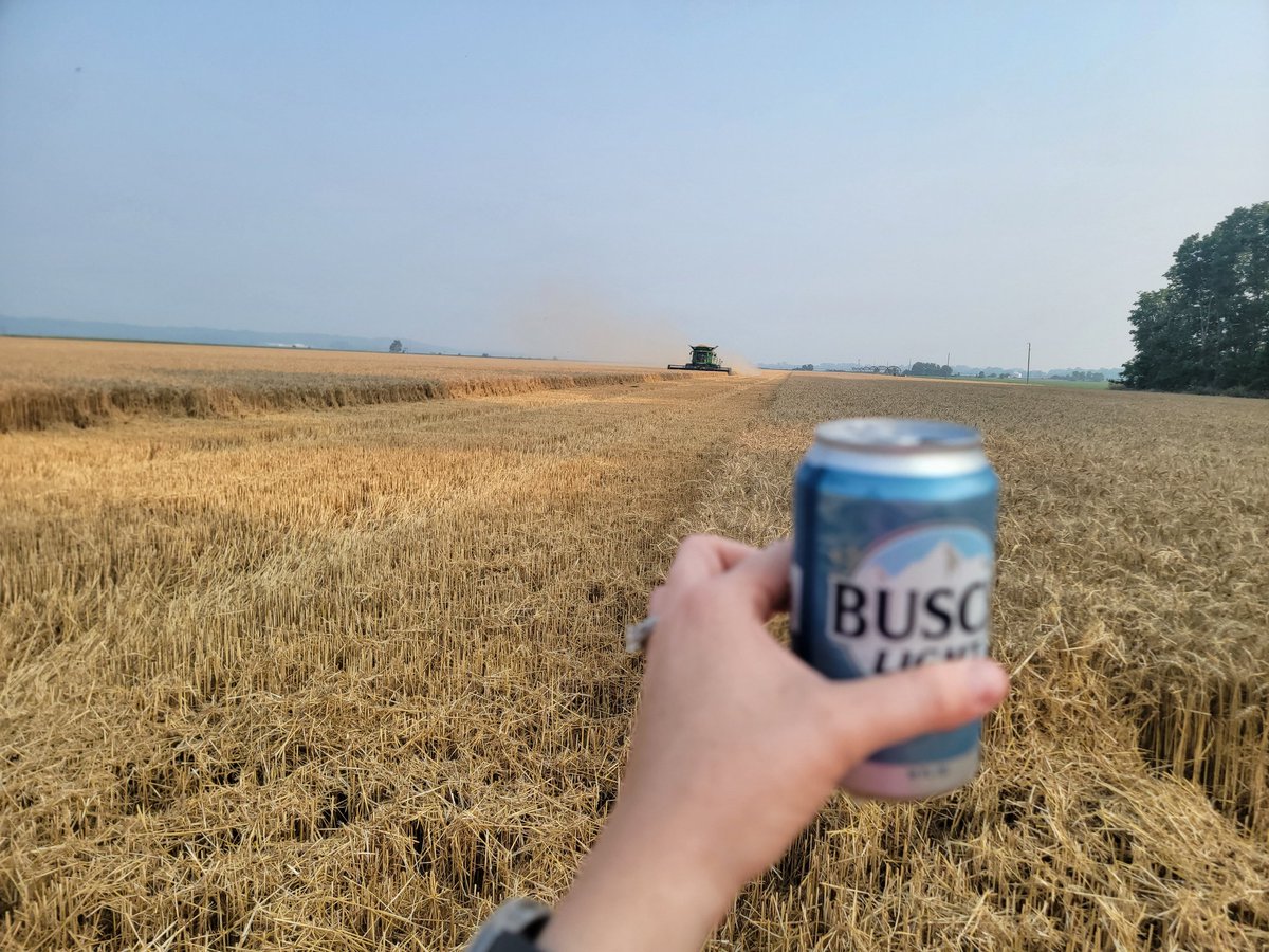 Wheat Harvest... the time of the year where we brush up on our cuss words, drink more busch light, and get tractor rides #wheatharvest2023 #ruralillinois #farmlife #buschlight