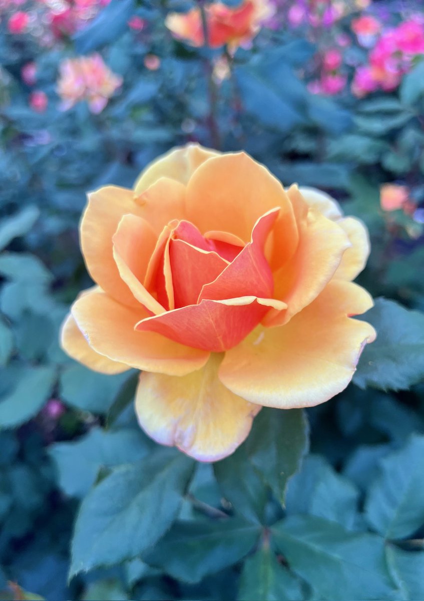 'About Face' has such beautiful peachy orange petals. #RoseWednesday #roses #Flowers