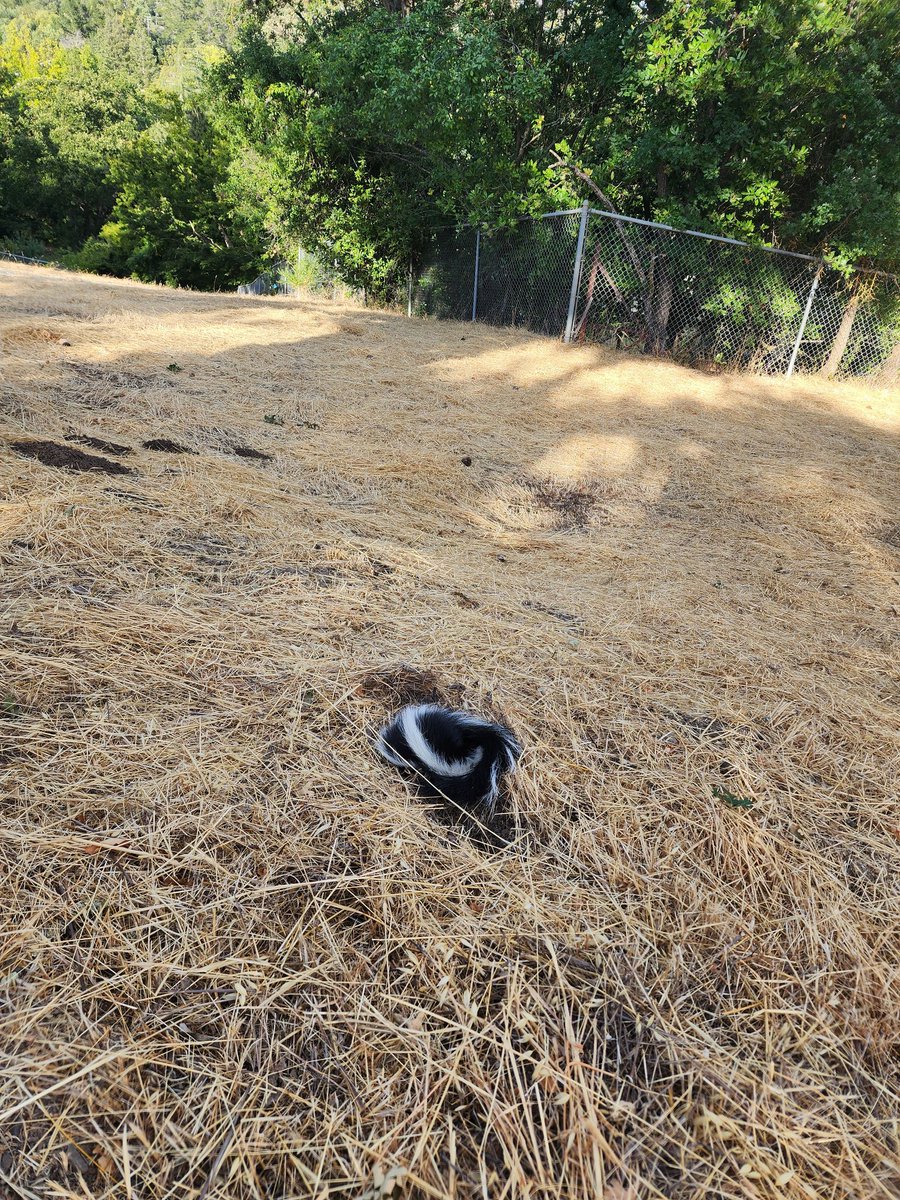 Мышь vzm on Twitter: \"Мы вышли погулять и нашли скунса. Он свернулся ...