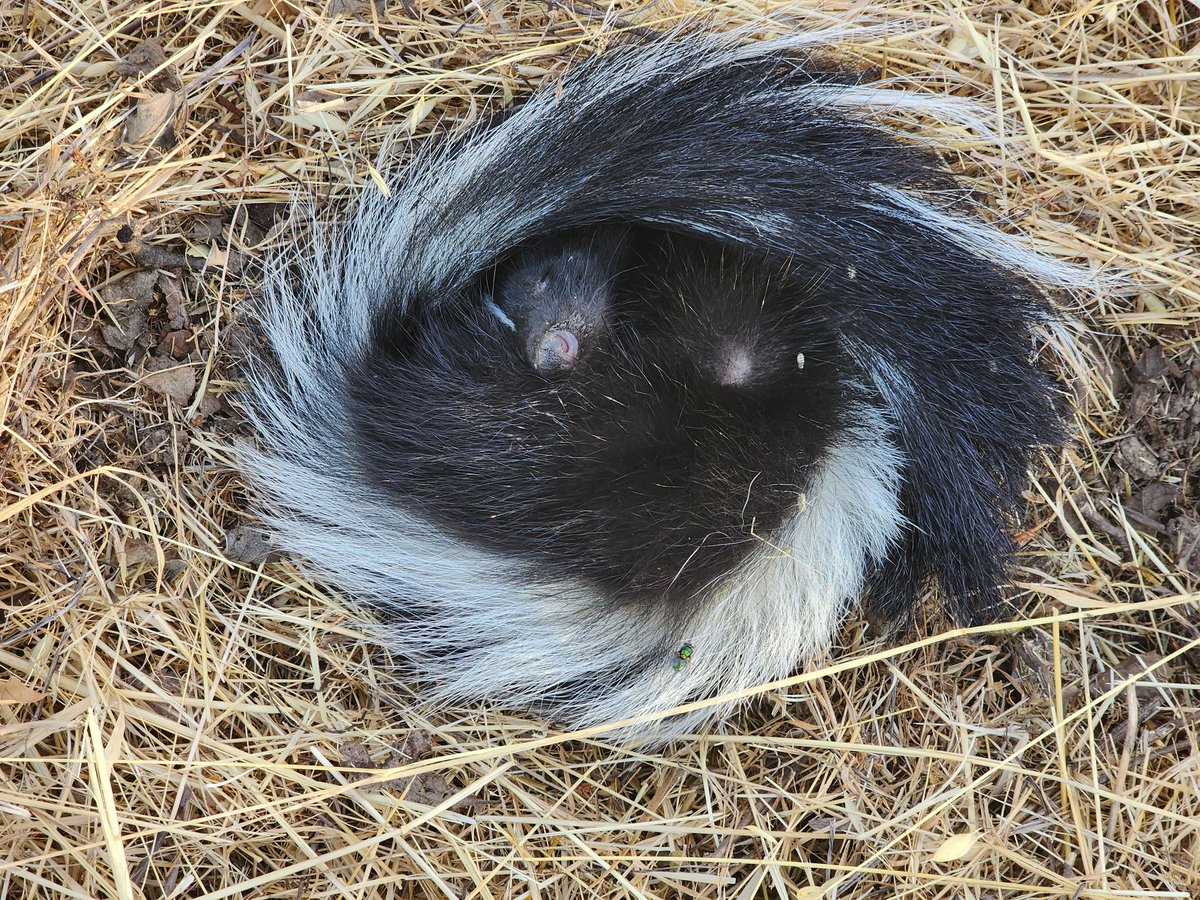 Мышь vzm on Twitter: \"Мы вышли погулять и нашли скунса. Он свернулся ...