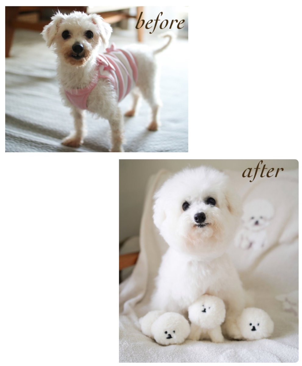 わんちゃんページ も〜 on X