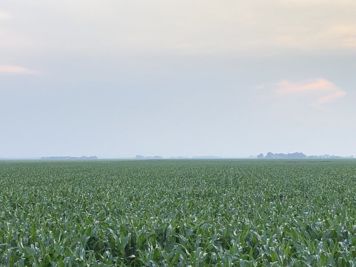 #soybeans, #canola, #wheat and #corn on our farm today