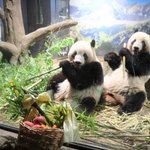 上野動物園の双子パンダももう２歳!プレゼントもモリモリ食べて大きくなってね!