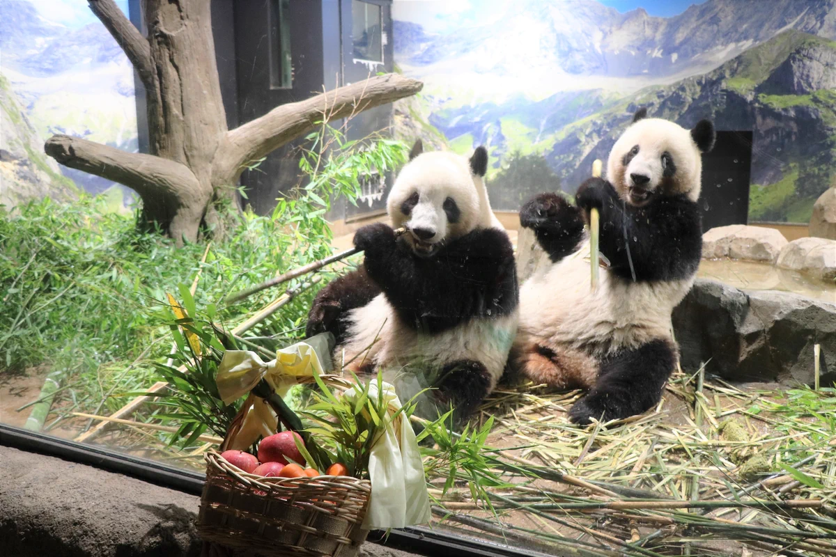 上野動物園の双子パンダももう２歳！プレゼントもモリモリ食べて大きくなってね！