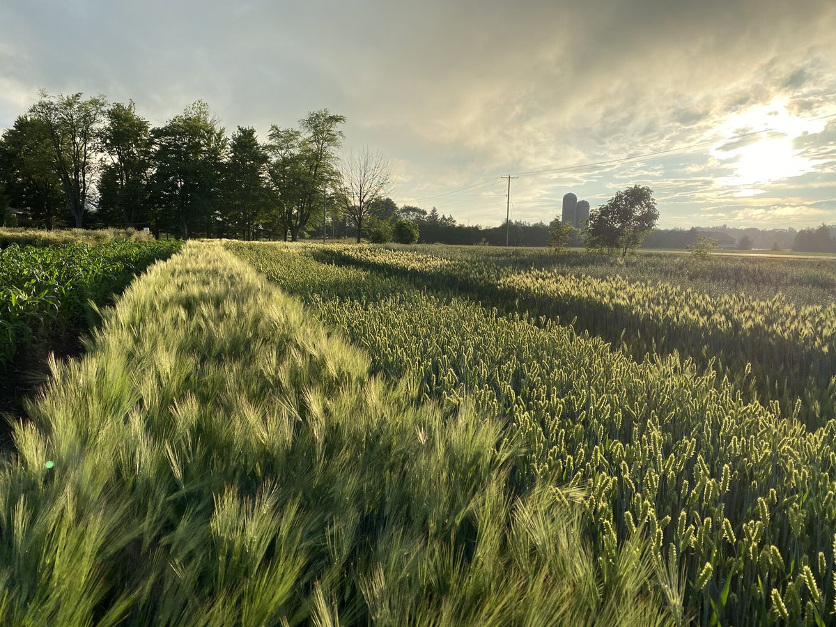 newagrifood's tweet photo. #Pea #rye #canola #polycrop, flour 🌽 #corn, naked #barley and naked #oats https://t.co/mtbJBOtCkW
