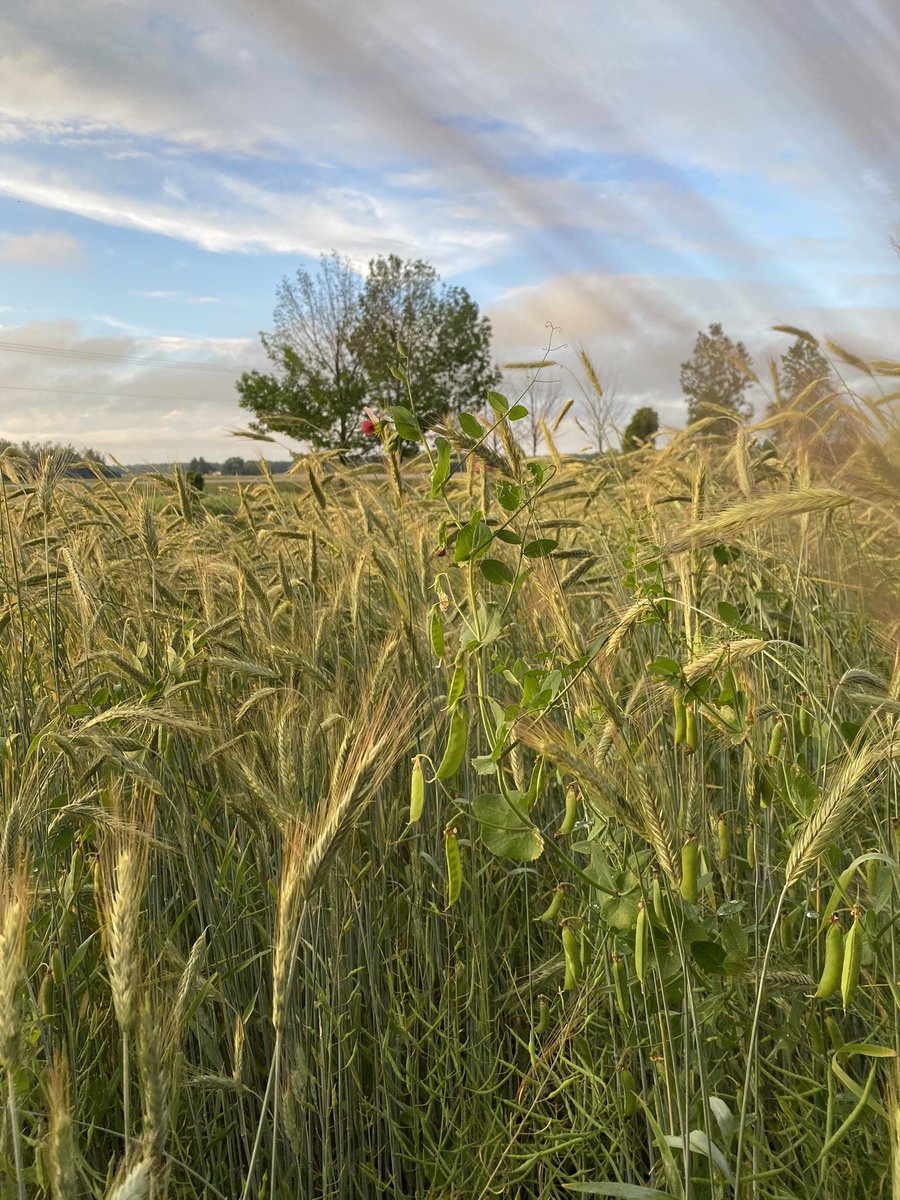 newagrifood's tweet photo. #Pea #rye #canola #polycrop, flour 🌽 #corn, naked #barley and naked #oats https://t.co/mtbJBOtCkW