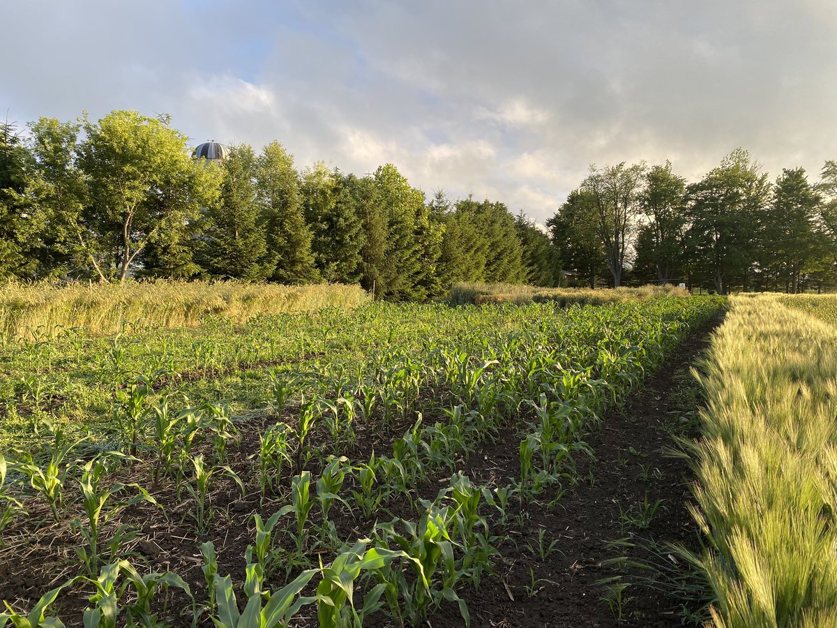 newagrifood's tweet photo. #Pea #rye #canola #polycrop, flour 🌽 #corn, naked #barley and naked #oats https://t.co/mtbJBOtCkW