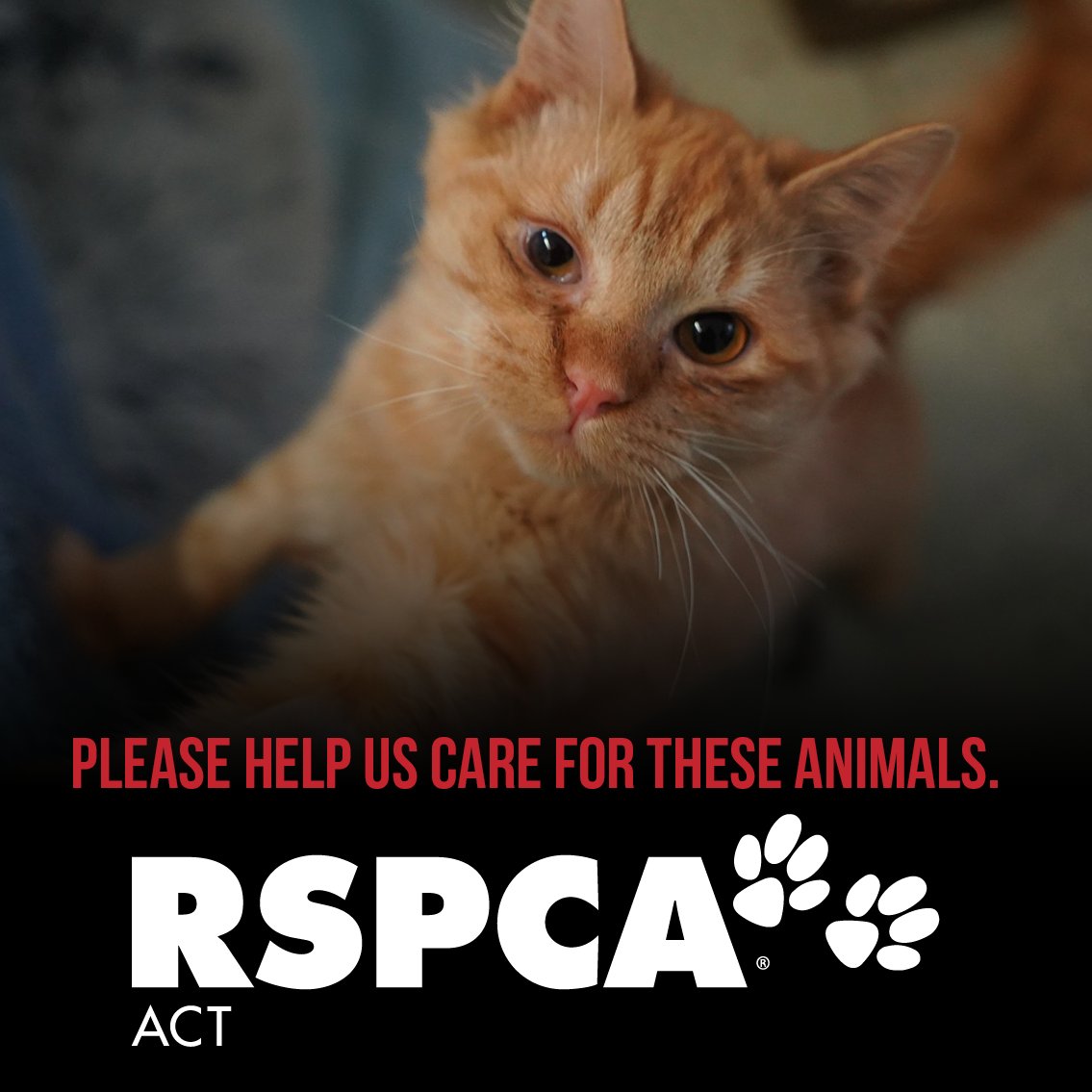 Donate  RSPCA ACT