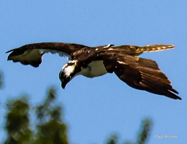 Osprey-Lake Washington-June 25th