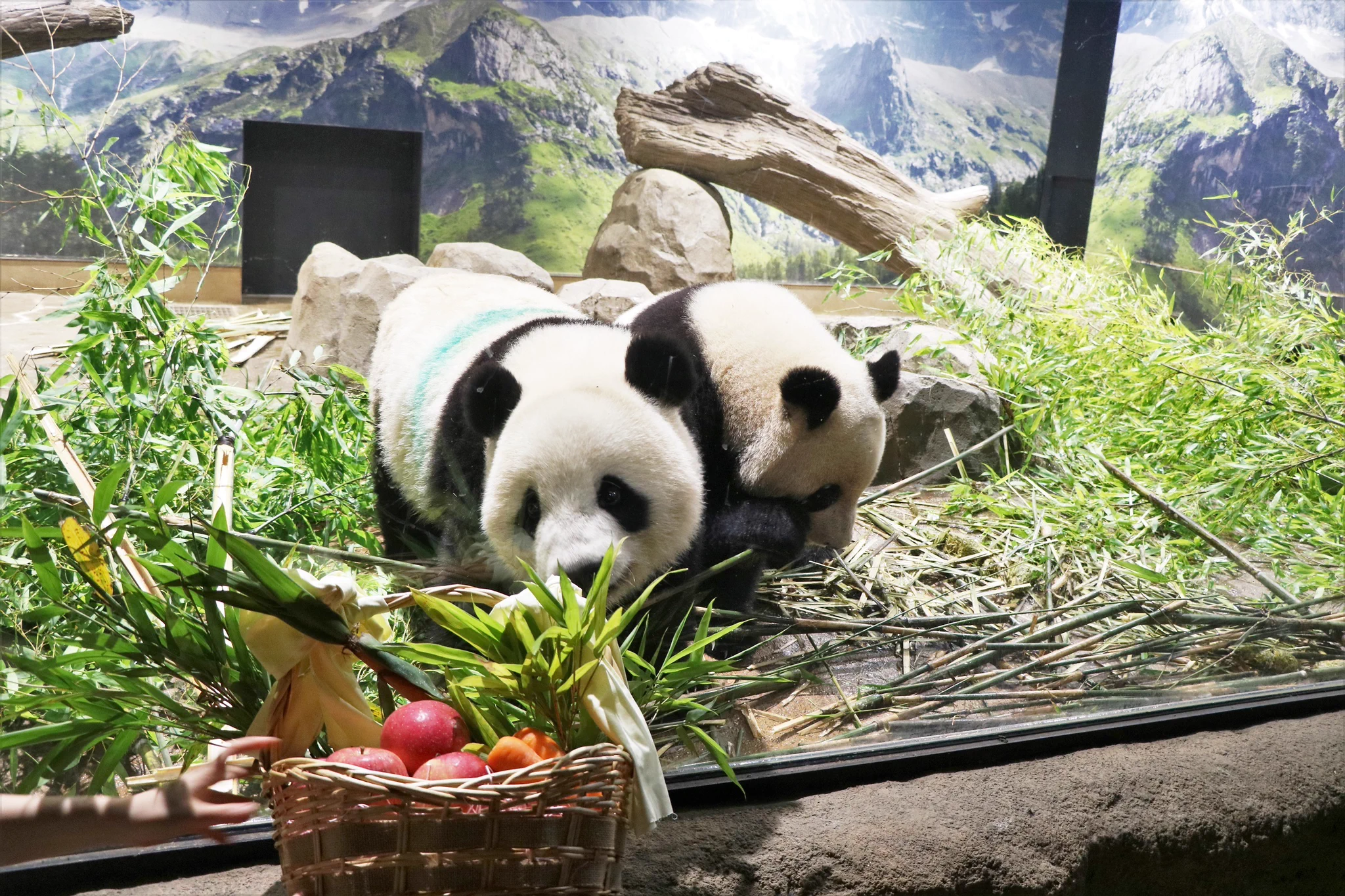上野動物園の双子パンダももう２歳！プレゼントもモリモリ食べて大きくなってね！
