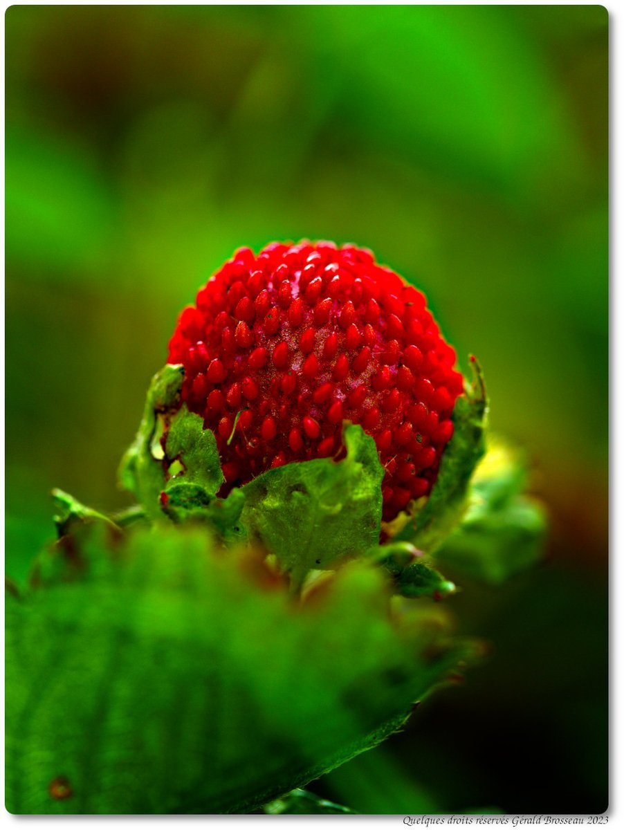 Gerald Brosseau tweet media