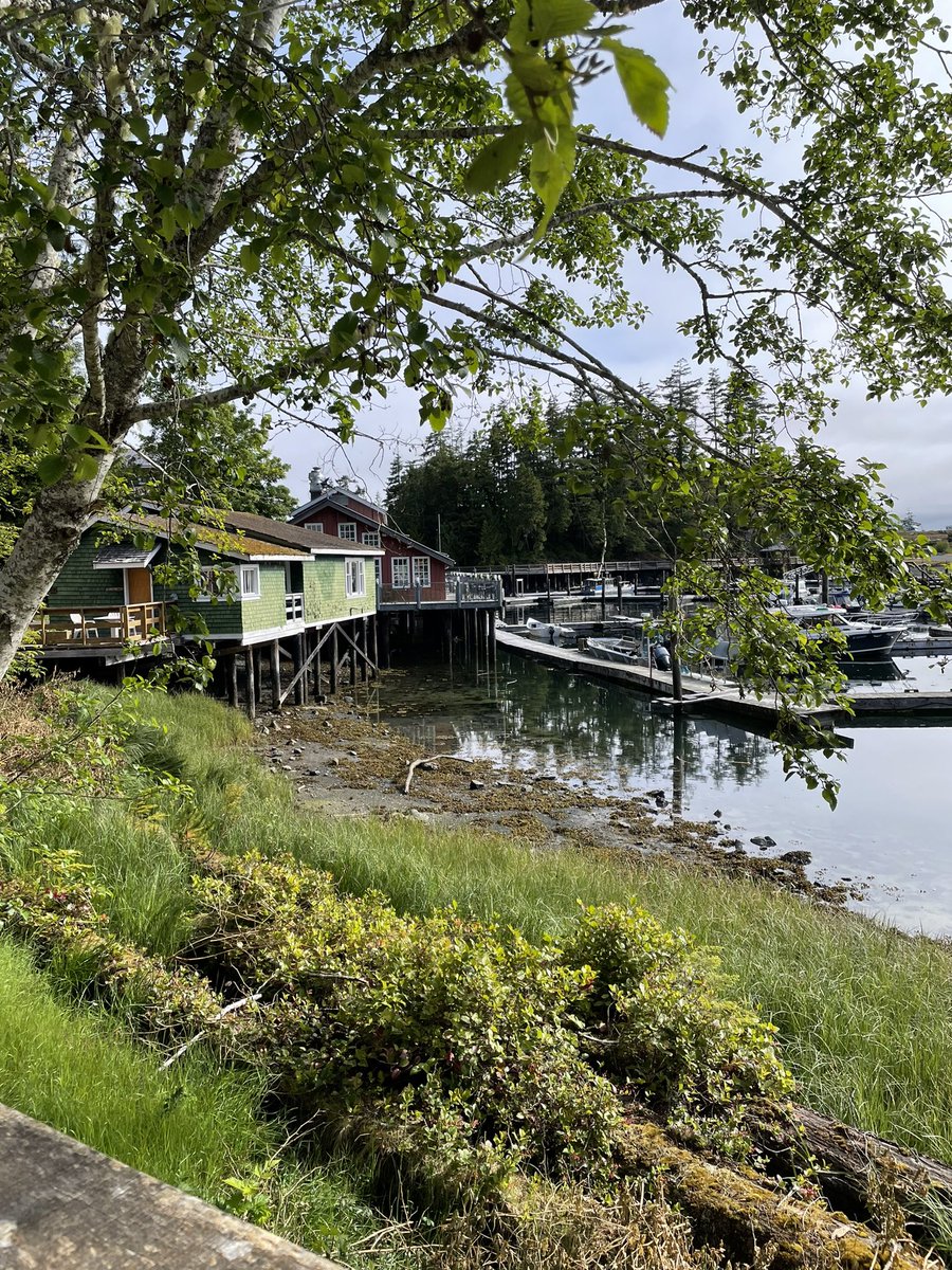 sibe_do's tweet image. nice - very nice trip! - to telegraph cove &amp;amp; on the water. #princeofwhaleswhalewatching #funoutside