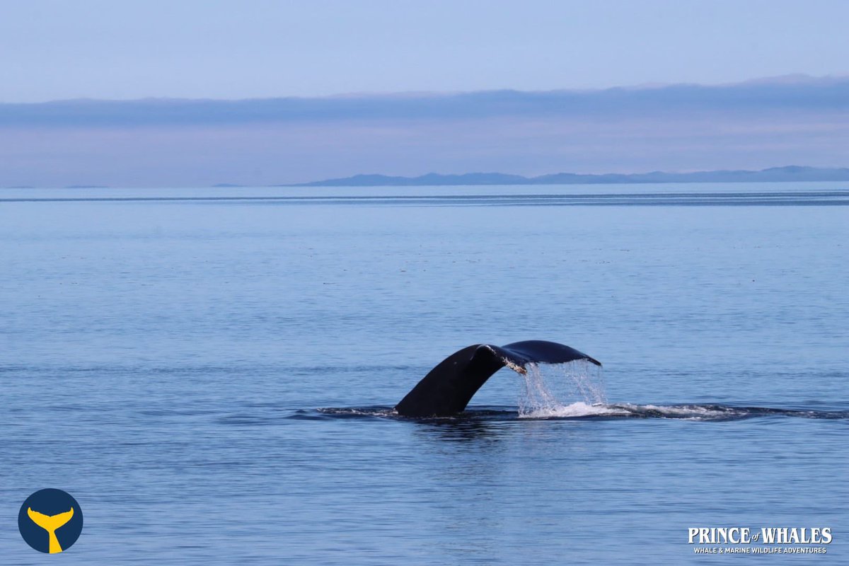sibe_do's tweet image. nice - very nice trip! - to telegraph cove &amp;amp; on the water. #princeofwhaleswhalewatching #funoutside