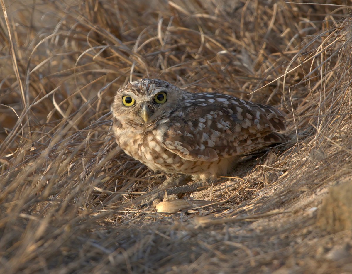 Burrowing Owl (Shoco). Aruba