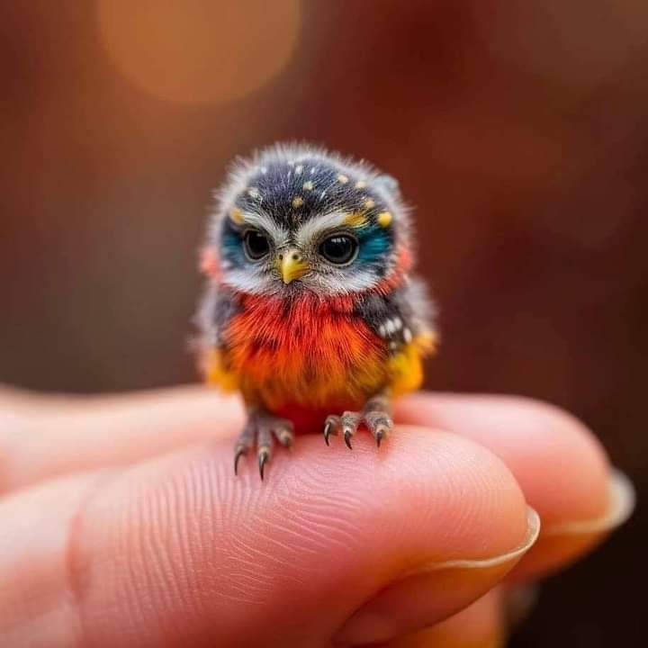 💓Adorable baby owl 💓💓