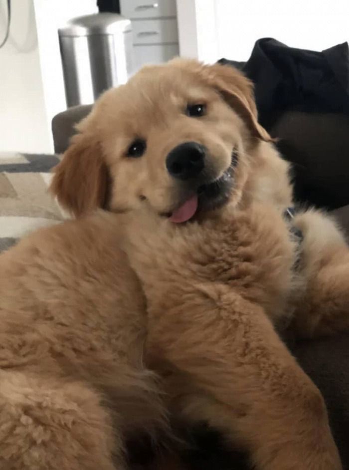 mato y muero por un golden 😭😭😭