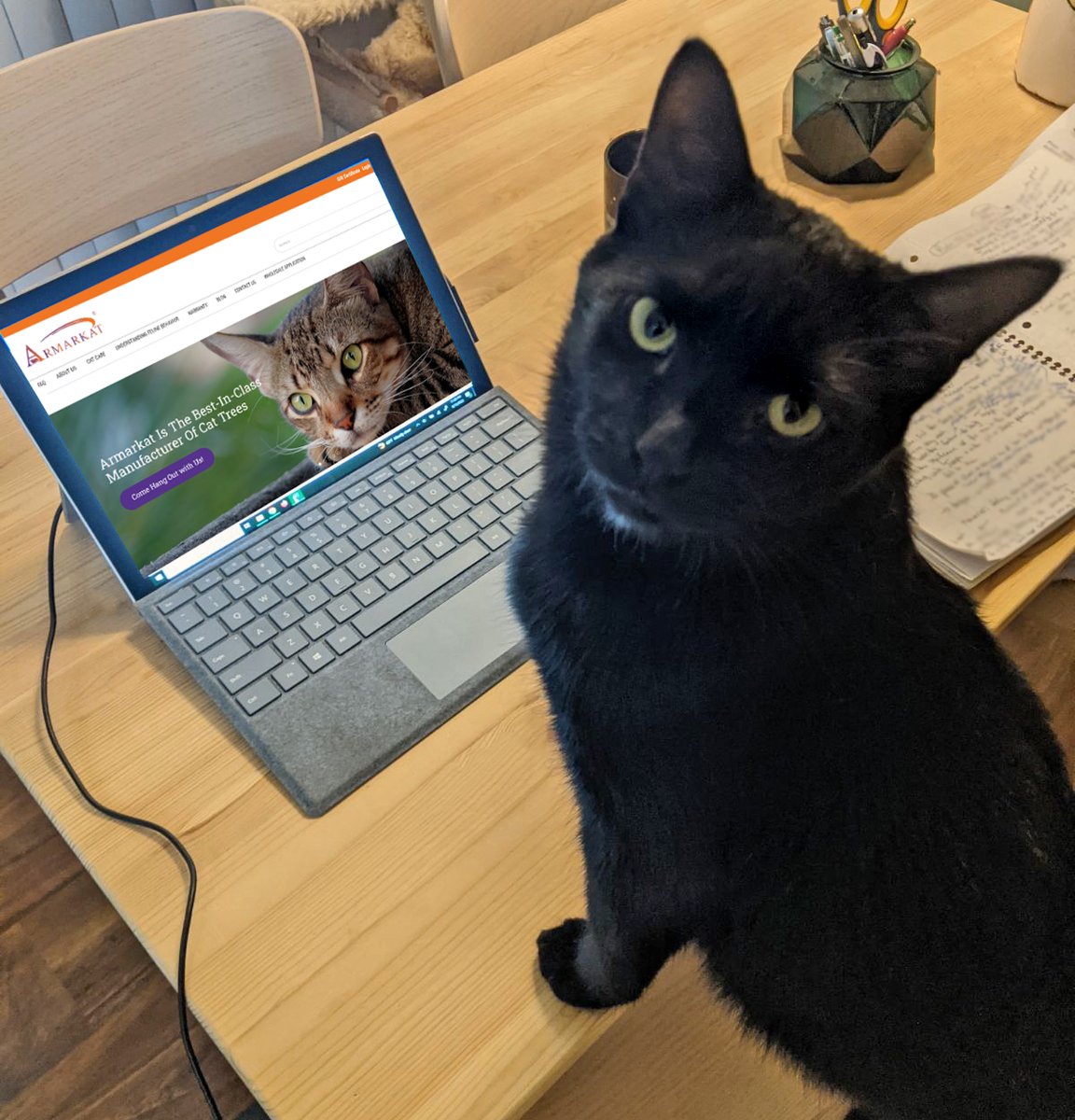 'Human, I need you to move the mouse and select every item I want to buy.'

#onlineshopping #catproducts #catmeme #Armarkat