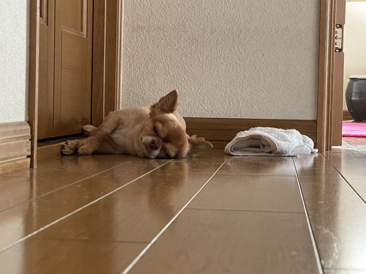 私の用意したひえひえは絶対に使わないぞという意思川 https://t.co/UULNzuXykG