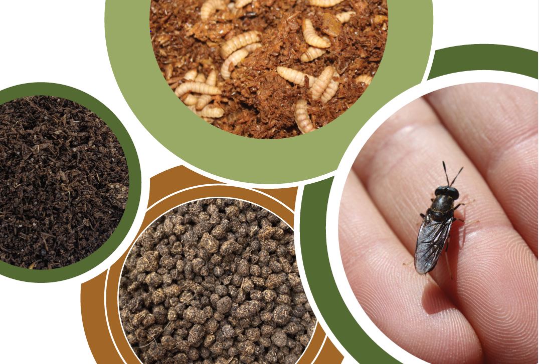 #BSFwastetoprofit project on using #blacksoldierfly technology to convert agricultural waste has released an 6-page summary of its research and outcomes. It is available to download now: bsfwastetoprofit.com/publications 

#UWACAED #bsffarming #bsf #sustainablefarming