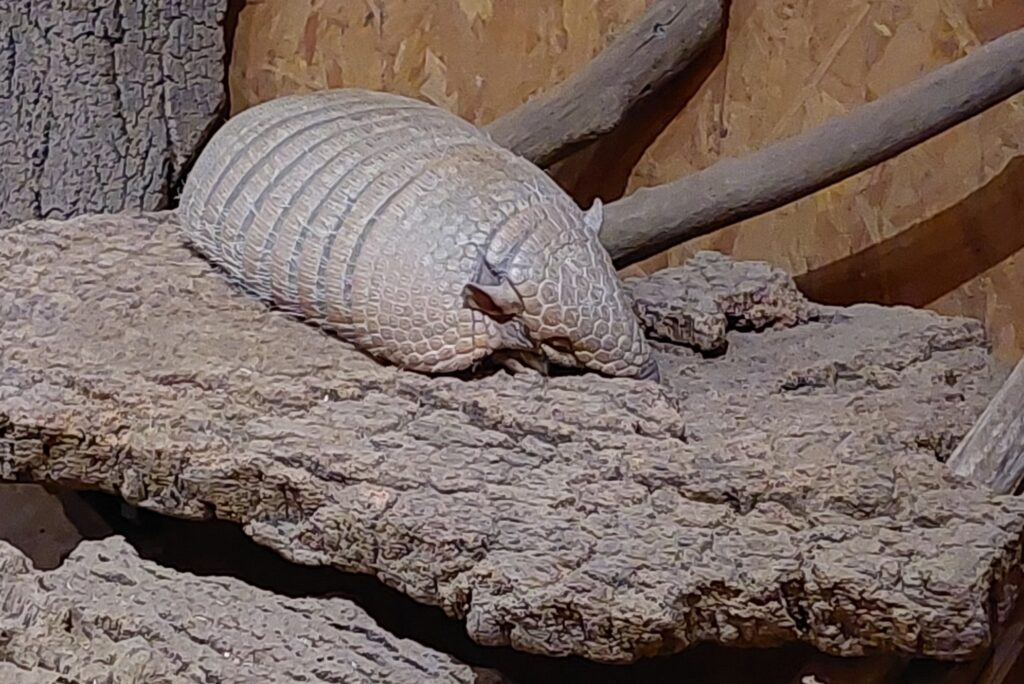 Día 27 #SALC2023. El #armadillo amarillo tiene mala vista, pero muy buen oído y un olfato muy desarrollado.
Descubrele en latfran.org/salc2023/
@francediplo @PhBastelica @MAL_217
#biodiversidad @BresilenFrance 🇧🇷 @EmbaParFrancia 🇳🇱 @Em_Bolivia_Fr 🇧🇴 @arg_enfrancia 🇦🇷