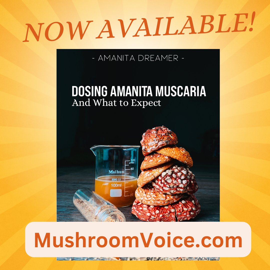 Amanita Dreamer (@amanitadreamer) on Twitter photo 