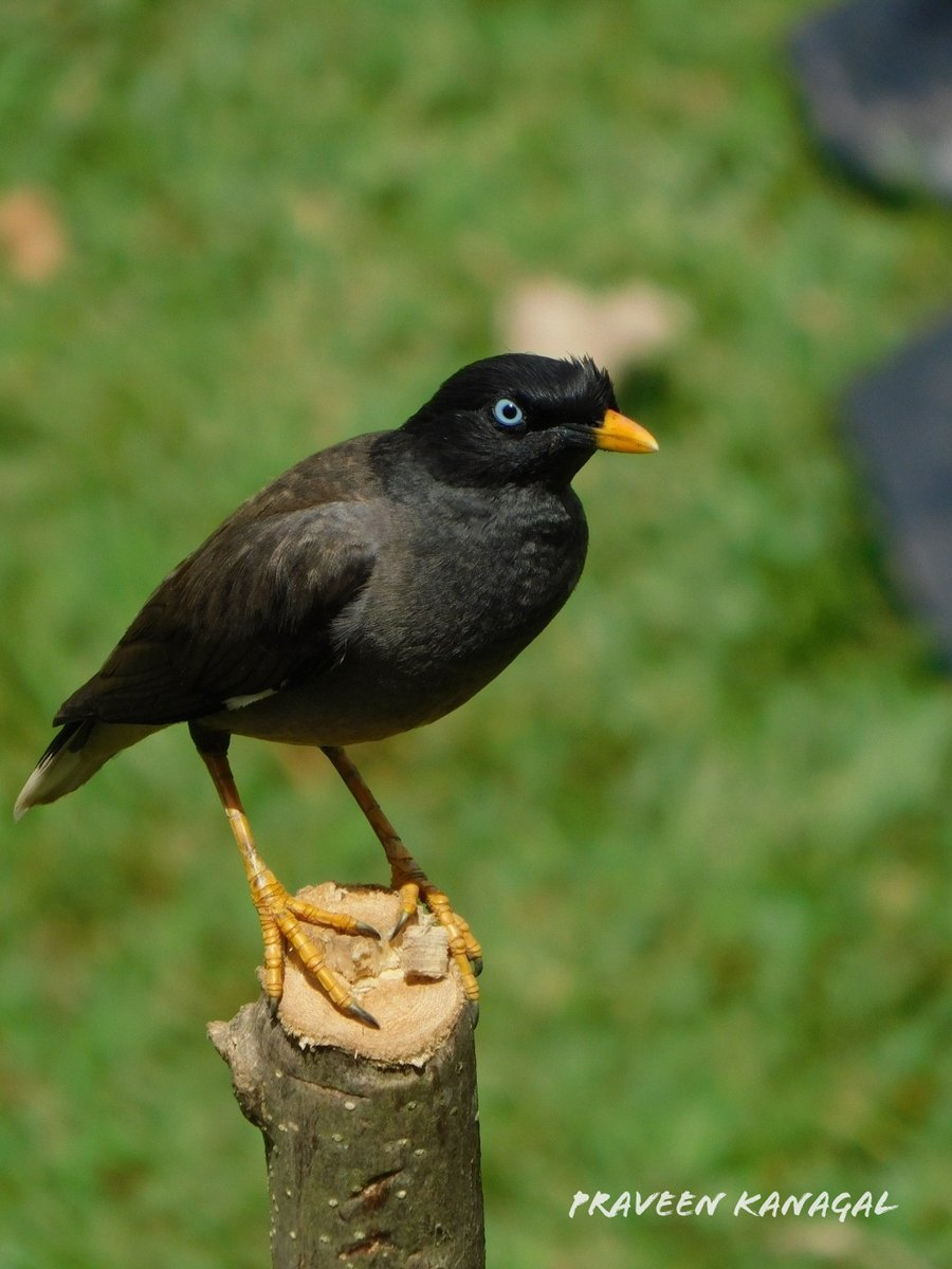 Myna #myna #Indiaves #BBCWildlifePOTD #ThePhotoHour #nikon #BirdsSeenIn2023 #BirdsOfTwitter #TwitterNatureCommunity #BirdsofIndia #birdwatching #wildearth #NaturePhotography #nature #KanagalPhotography