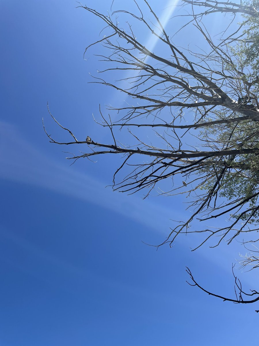 AnnaJirik's tweet photo. i had a fun time doing nature journalism with kids from fort hall reservation! i loved how into it the kids got. i’ve been taking pictures of nature since i got my first camera in 3rd grade and was happy to share it with a new generation. scientists are born from curiosity! https://t.co/D8dJvy4gRi