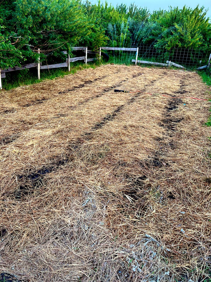 btrout22's tweet photo. I’m determined
It may be late but look who didn’t lose her garden to the late June frost
Previous years neglect grew a hell of a weed crop
This year I’m trying 50k worth of hay to prevent this (valuation by disgruntled husband)
I’m in Ag
I always have hope
It’s all I got https://t.co/X3j5qparri