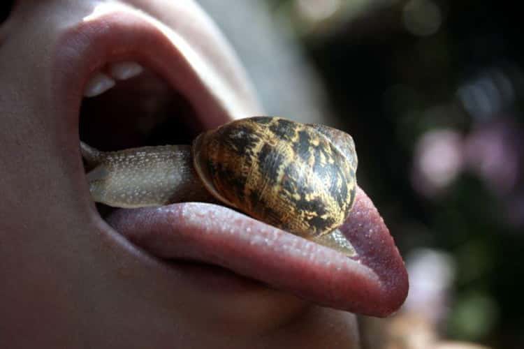 allenanalysis's tweet photo. A young boy became paralyzed after eating a slug as a result of a dare.

In 2010, a seemingly innocent dare forever changed the life of 19-year-old Sam Ballard. During a casual evening with friends in Sydney, Australia, Ballard made the fateful decision to consume a slug as a dare. Little did he know that this seemingly harmless act would lead to a tragic series of events. 

Soon after ingesting the slug, Ballard started experiencing excruciating leg pain, which initially raised concerns of multiple sclerosis. However, medical investigations unveiled the shocking truth - Ballard had unknowingly ingested a slug infected with rat lungworm disease.

Rat lungworm disease is caused by a parasitic worm that typically inhabits the lungs of rats. The worm is passed on to other creatures, including slugs, when they come into contact with rat feces. Once ingested by a slug, the parasite can survive and develop within its body. 

Tragically, the path the worm takes in a human body differs from that in a rat. Instead of following the normal digestive route, the worm can migrate to the brain, leading to a condition known as eosinophilic meningitis. This condition triggers inflammation in the membranes surrounding the brain and spinal cord.

Ballard's health rapidly deteriorated, and he fell into a coma that lasted an astounding 420 days. When he eventually regained consciousness, the devastating consequences became apparent - he was paralyzed from the neck down. Unable to move or speak, Ballard relied on a feeding tube to sustain himself. The once vibrant young man who had eagerly embraced life was now trapped in a body that could no longer respond to his will. 

Despite ongoing medical interventions and the unwavering support of his loved ones, Ballard's injuries ultimately proved fatal, and he passed away, leaving behind a haunting reminder of the tragic consequences of an ill-advised dare.