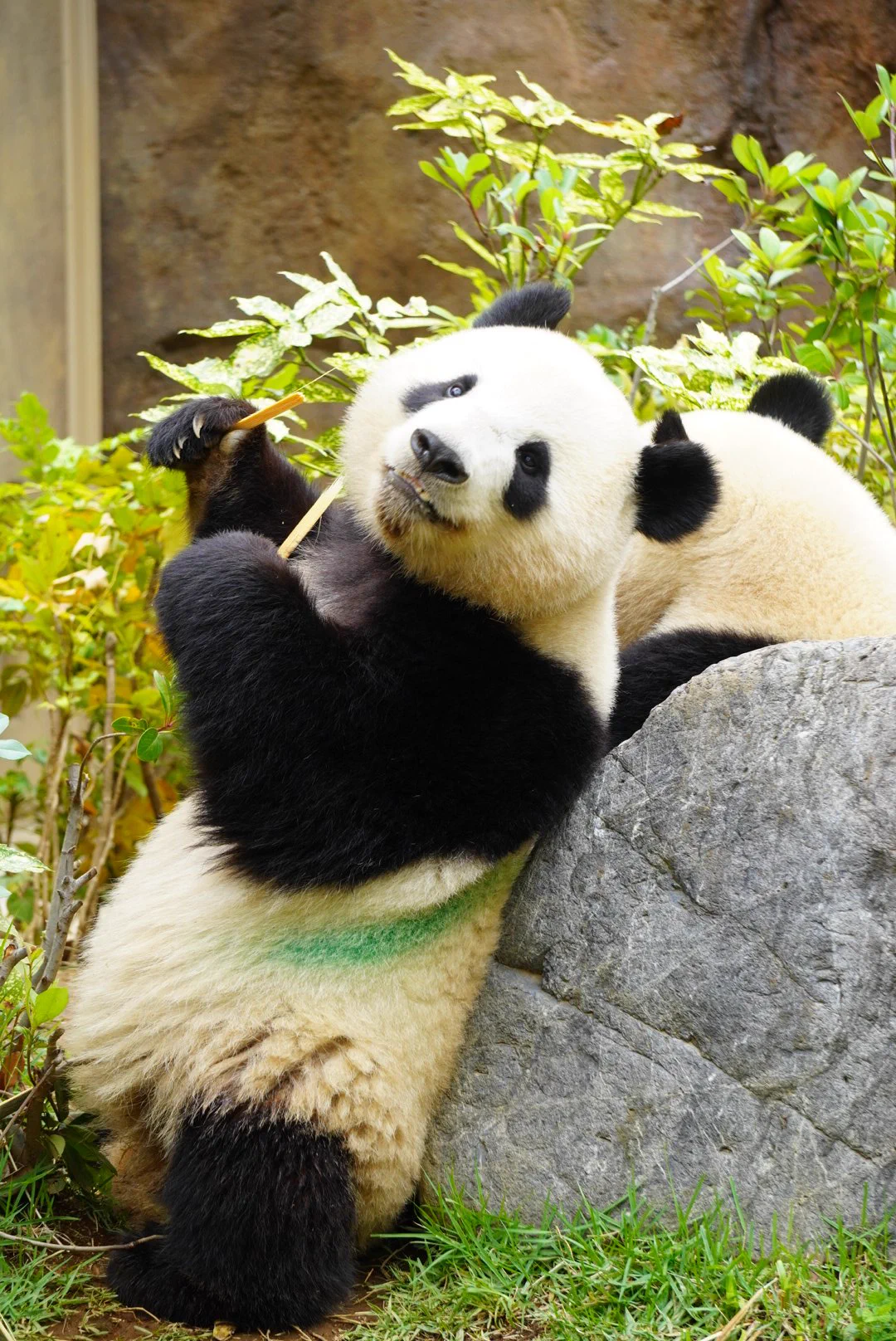 @UenoZooGardens シャオくんレイちゃん、小池都知事からのお誕生日プレゼントよかったねぇ🍎🎁当日のバースデーボーイとバースデーガールです📷60㌔越えの迫力ありました😚グレートパパ&ママもおめっとさんでした😉シャンちゃん含めファミリー皆元気で何よりです🙌 
