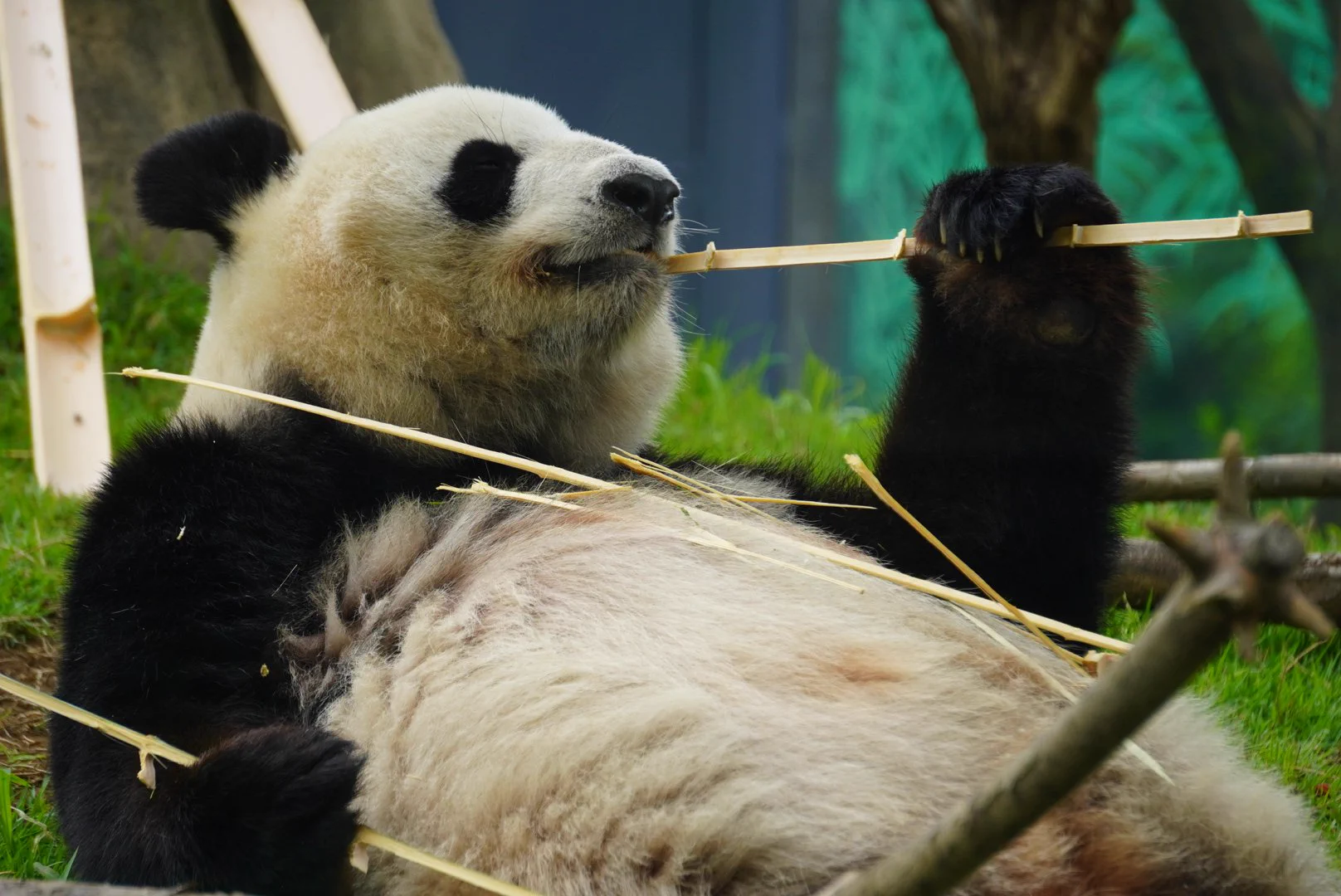 @UenoZooGardens シャオくんレイちゃん、小池都知事からのお誕生日プレゼントよかったねぇ🍎🎁当日のバースデーボーイとバースデーガールです📷60㌔越えの迫力ありました😚グレートパパ&ママもおめっとさんでした😉シャンちゃん含めファミリー皆元気で何よりです🙌 
