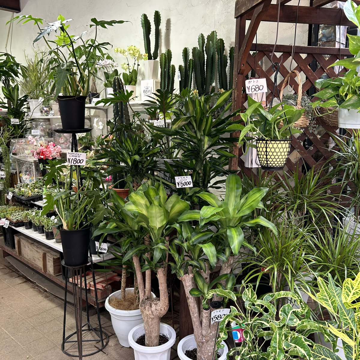 Sach77F's tweet photo. はなみらい店内は観葉植物たっぷり🪴
緑に囲まれていると心なしか体感気温も変わってくるような…🍃
闘魚のベタも優雅に泳ぐ姿が涼しげです。

#横浜橋商店街　#園芸店
#はなみらい　#植物のある暮らし https://t.co/diYLSFyOiA