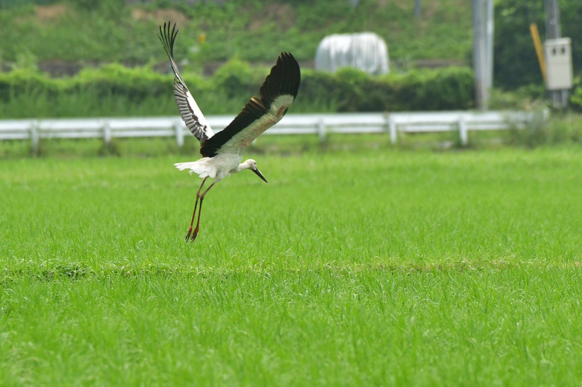 s7t73pf71's tweet photo. 今日のコウノトリ
加茂町で4羽と大東ペア
大東では巣立った幼鳥3羽と両親が一緒のところを撮りたかったが撮れず。
#コウノトリ #野鳥 #島根県 #雲南市 #j0353 #j0361 #j0413 #足環無し #j0118 #げんきくん #j0051 https://t.co/VLfCdxLEb1