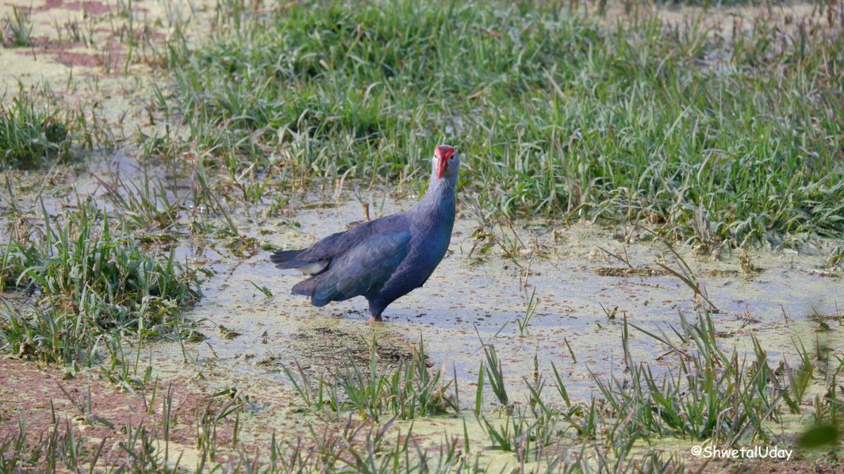 Few more flaunting their red color.
#VIBGYORinNature  by #IndiAves 

#BirdsSeenIn2023 #natgeoindia #BBCWildlifePOTD #TwitterNatureCommunity #IncredibleIndia #birdphotography #EarthCapture #dailypic 
#birdnames #ThePhotoHour