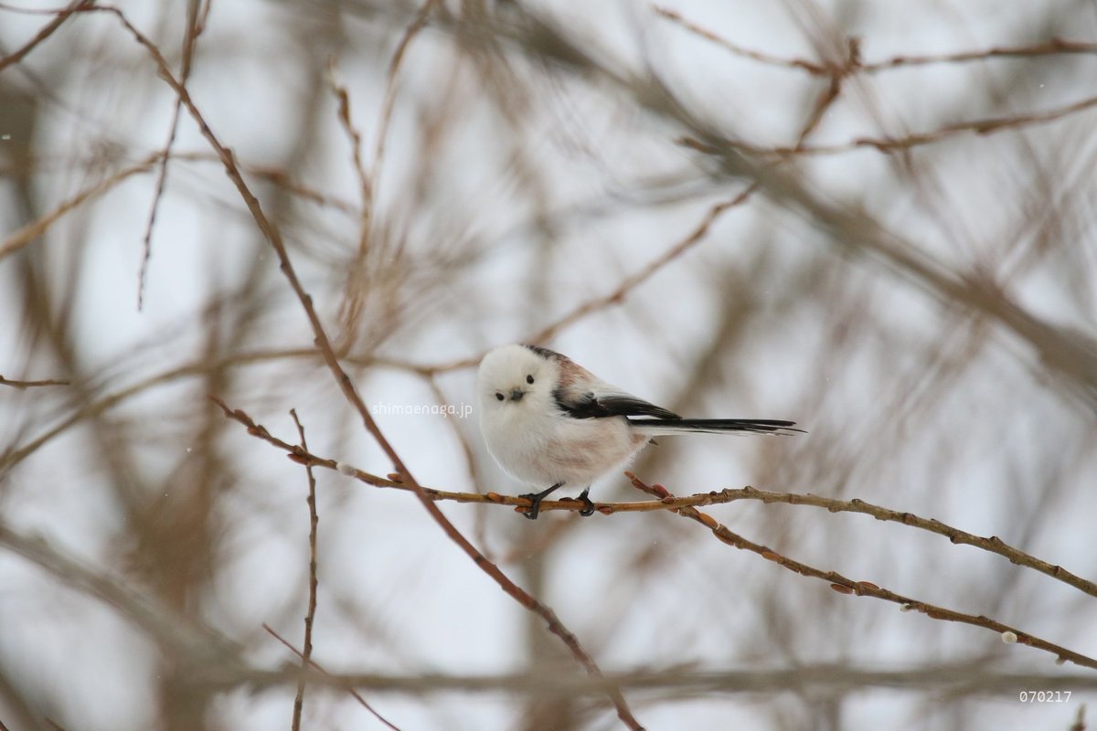 bird/h tweet media