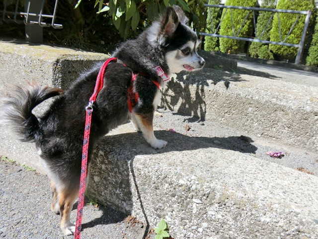 ARCh2013_staff's tweet photo. 穏やかで優しい甘えん坊さんの【歩歩(ほほ)♀推定9歳】
歩歩の新しいご家族を募集中です。
プロフィール⇨https://t.co/6uwUuNJVOh
人のそばが大好きですが、ひとりの時間も持つ子です。

#犬 #dog #保護犬 #里親募集中 #千葉 #チワワ https://t.co/0xu4CchO9H